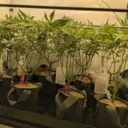 Winter Wonderland 2025, 2x4, 8 clones