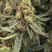 Jelly Weed and Fem Seeds - Making of