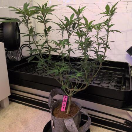 Winter Wonderland 2025, 2x4, 8 clones