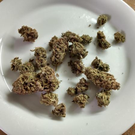 Raspberry Parfait solo plant, pollination & sinsemilla!