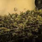 Jelly Weed and Fem Seeds - Making of