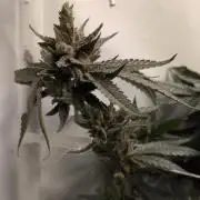 Jelly Weed and Fem Seeds - Making of