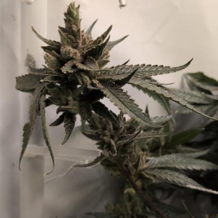 Jelly Weed and Fem Seeds - Making of