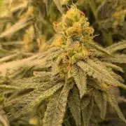 Jelly Weed and Fem Seeds - Making of