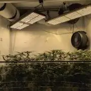 Jelly Weed and Fem Seeds - Making of
