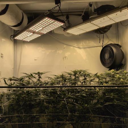 Jelly Weed and Fem Seeds - Making of