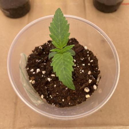 Lemon Orange & Karibbean Mango | Indoor
