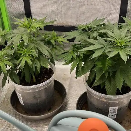 Magic Melon, Blueberry Muffin + 2 more