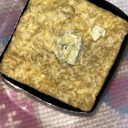 Black Cream in Rockwool