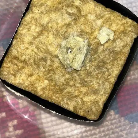 Black Cream in Rockwool
