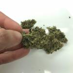 Chemdawg
