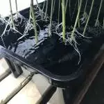 DWC Cloning