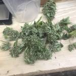Fb jack Herer 