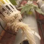 Hidropónico con PVC
