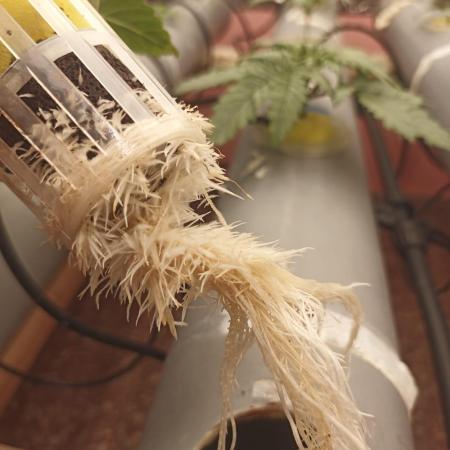 Hidropónico con PVC