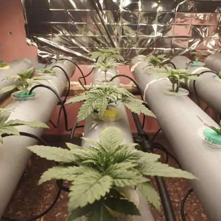 Semillas a granel de Eurogrow