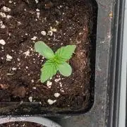 First US Premium try