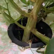 DWC Colorado