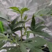 Mini-Tent Grow / Cutting