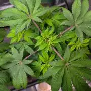 First US Premium try