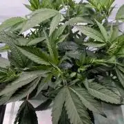 DWC Colorado