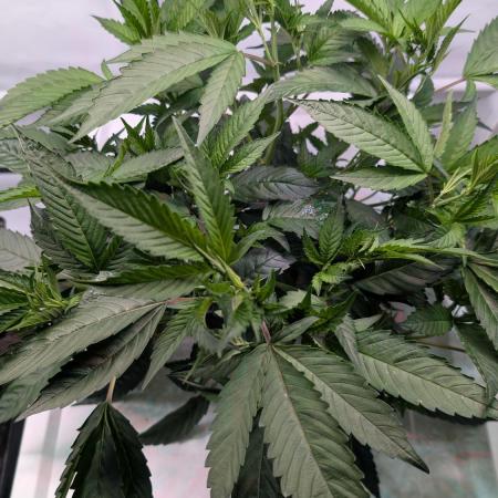 DWC Colorado