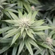 DWC Colorado