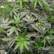 DWC Colorado