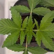 First US Premium try