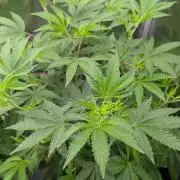 First US Premium try