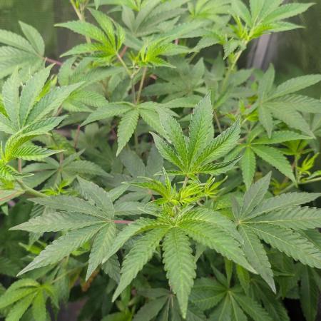 First US Premium try