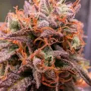 DWC Colorado