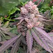 DWC Colorado