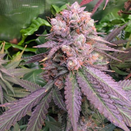 DWC Colorado