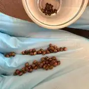 Progeny Testing the Berrys