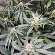 Blue Muffin / Manny-T Cut