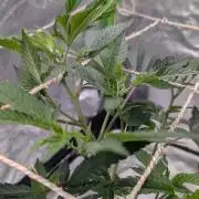 Mini-Tent Grow / Cutting