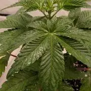 First US Premium try