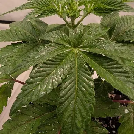 First US Premium try