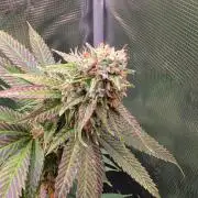 DWC Colorado