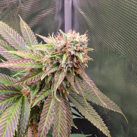 DWC Colorado