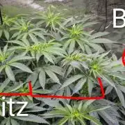 Blue Muffin / Manny-T Cut