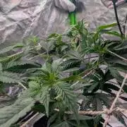Mini-Tent Grow / Cutting