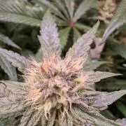 Blue Muffin / Manny-T Cut
