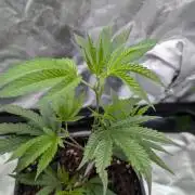 Mini-Tent Grow / Cutting