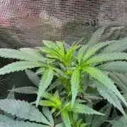 Blue Muffin / Manny-T Cut