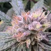 Blue Muffin / Manny-T Cut