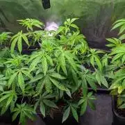 First US Premium try