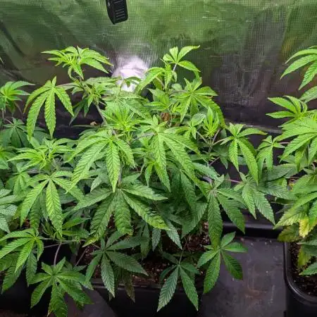 First US Premium try