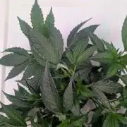 DWC Colorado